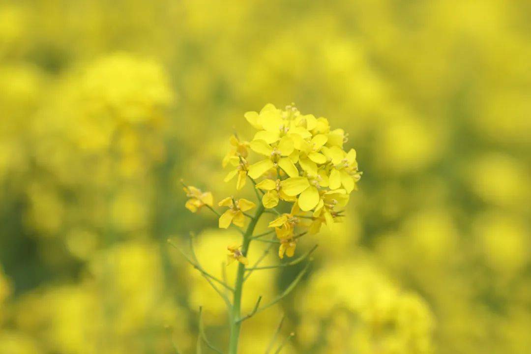 武山油菜花开了!_金色_田野_滩歌