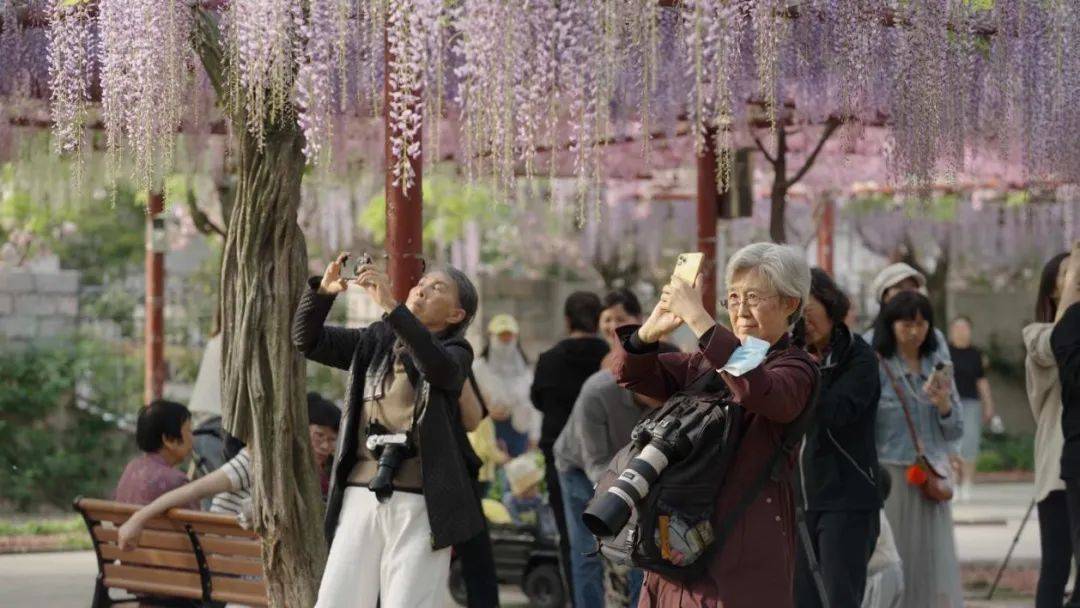相约紫藤园,春日限定版紫色浪漫已上线_嘉定_带着_管理