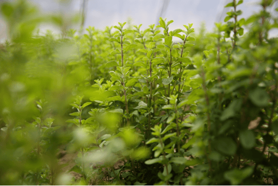 20 谷雨 | 大地有雨水,来见个面一起刻窗花放风筝~_师兄_师姐_香草
