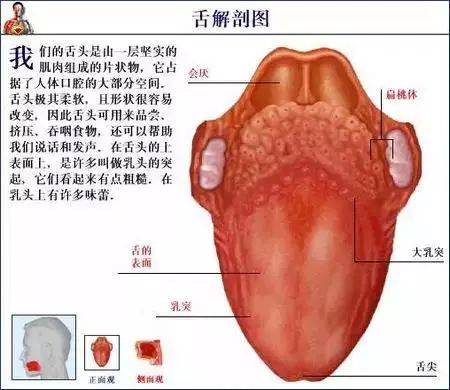 舌头里面有红色的肉粒图片