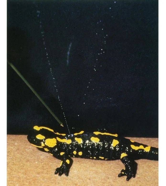 赛先生在线蝾螈的容光