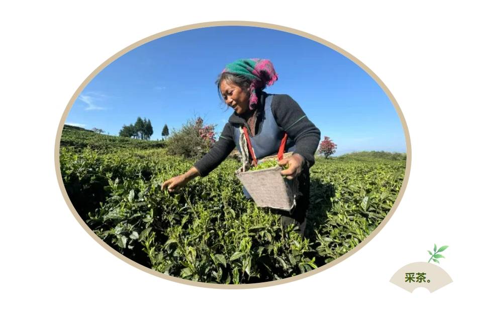 民企"茶话会"| 凉都茶企正抱团干一件"大事儿"!_徐祥辉_茶叶_发展