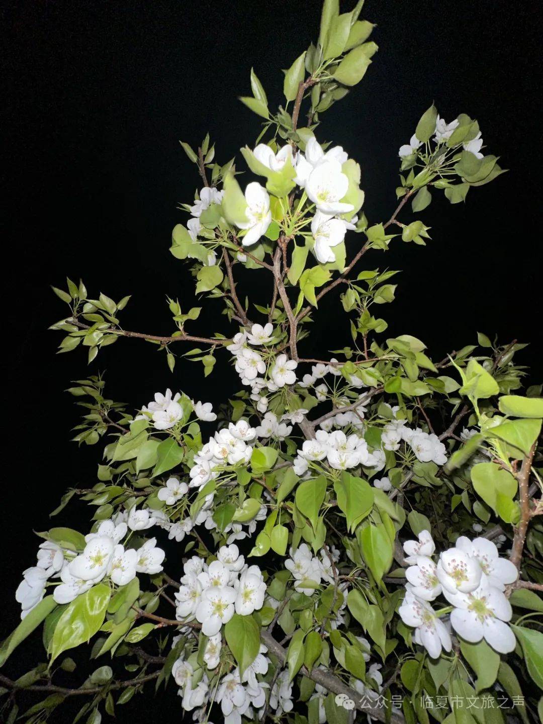 门票全免|枹罕山庄梨花盛开等你来游玩