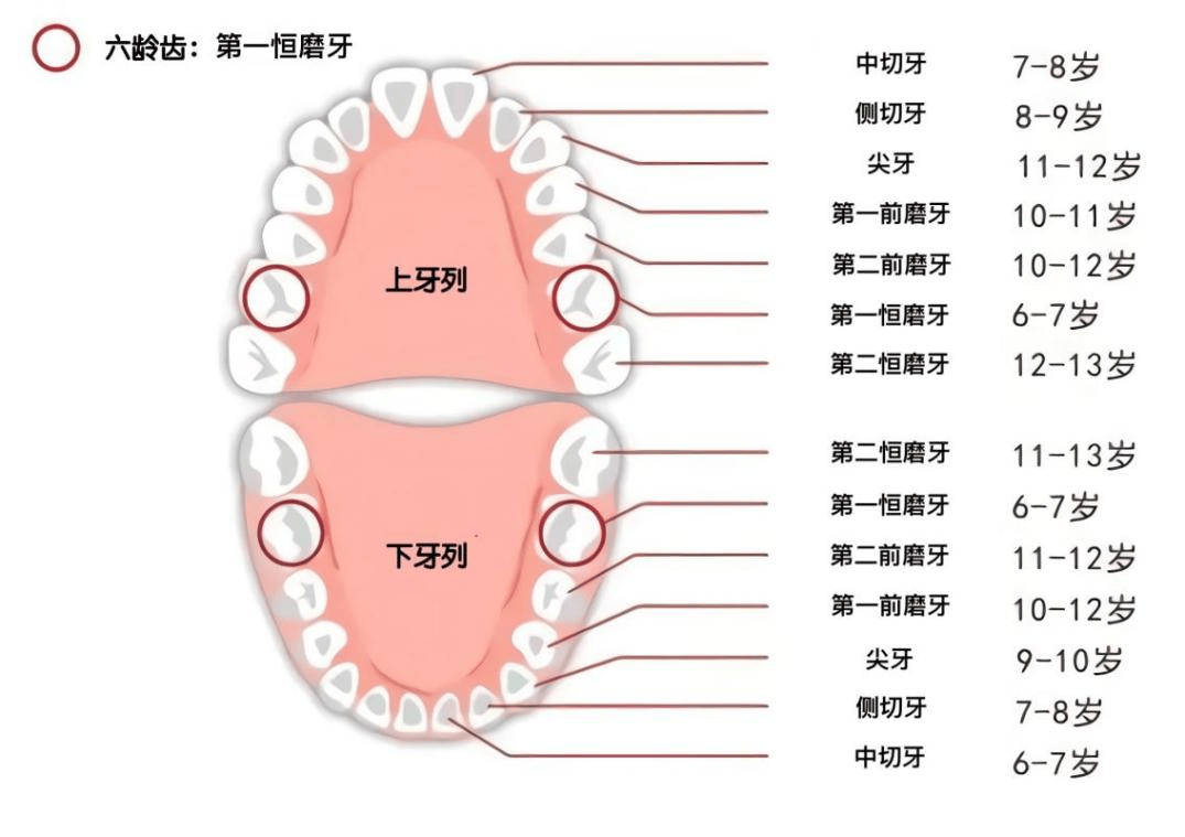 窝沟封闭手抄报二年级图片