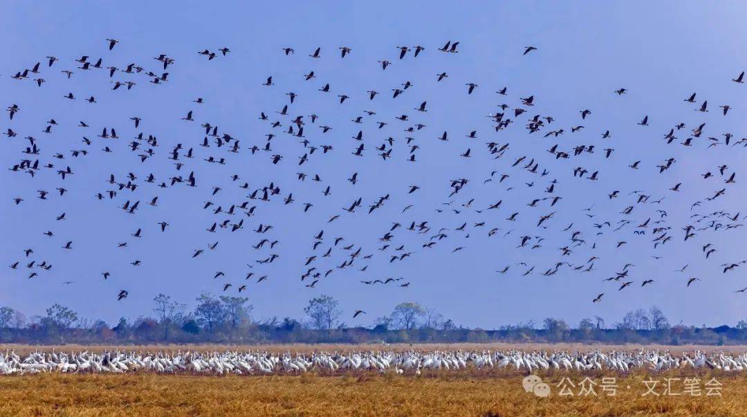 插旗洲,飞鸟还 | 罗铮_白鹤_候鸟_鄱阳湖