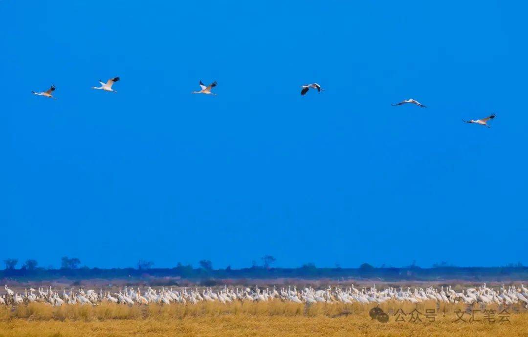 插旗洲,飞鸟还 | 罗铮_白鹤_候鸟_鄱阳湖