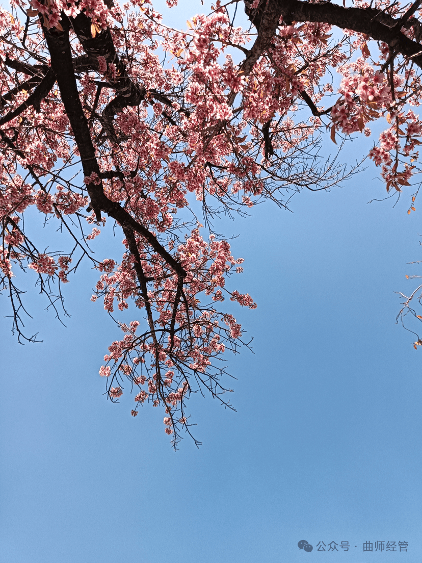 第2287期定格春景主题摄影大赛部分作品展示来啦