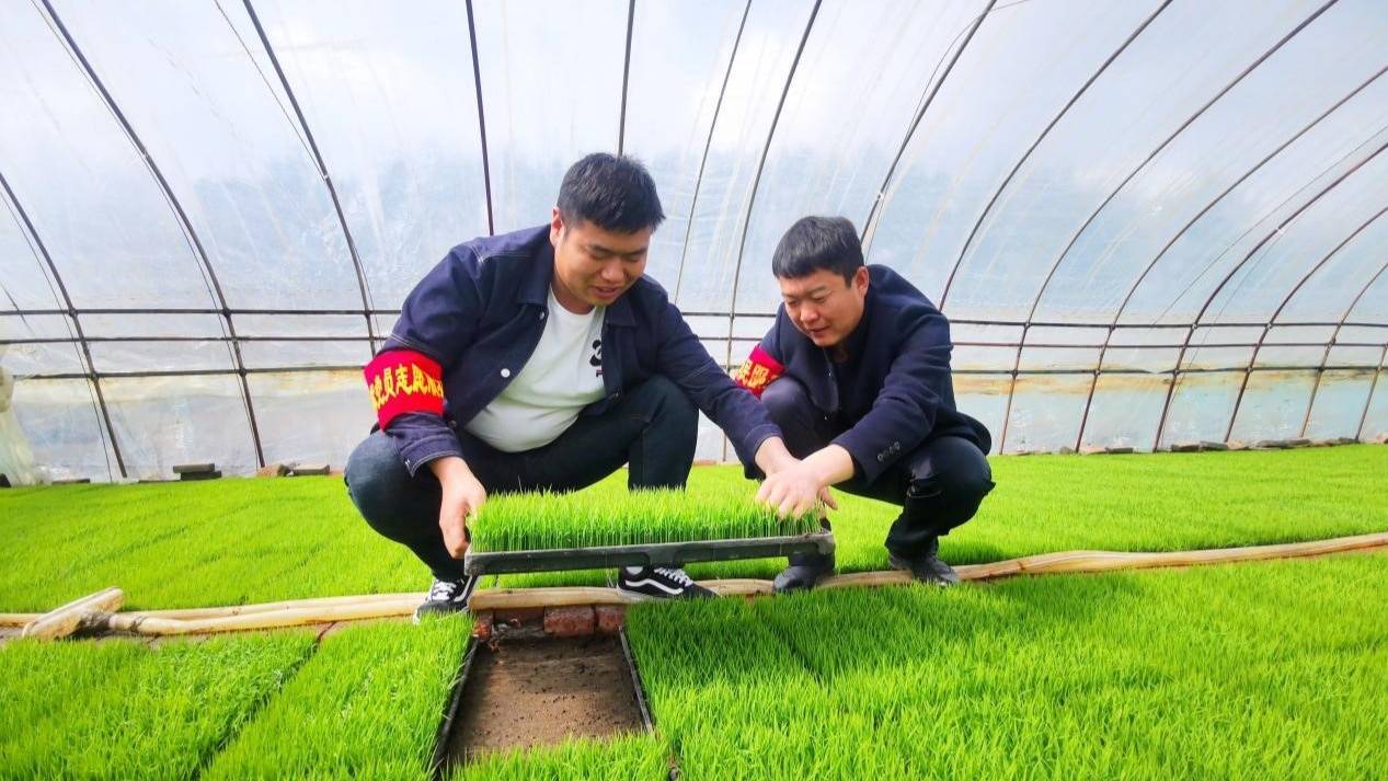 北大荒集团鸭绿河农场有限公司精细化秧苗管理显成效