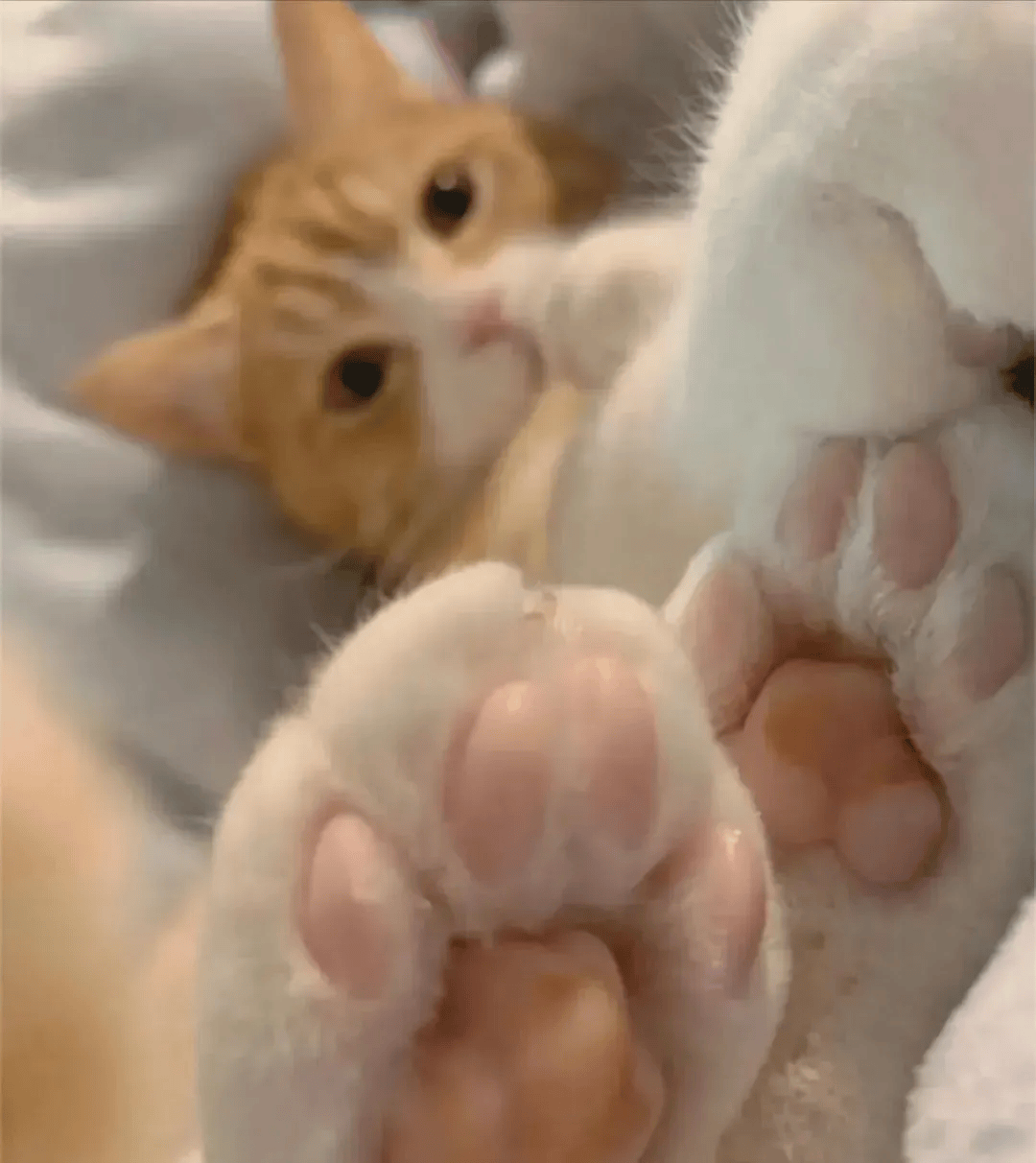 小姐姐你表情包