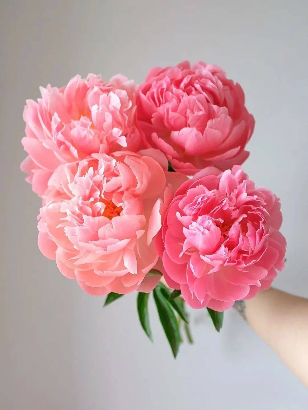 芍药品种多多,总有一款打动你!