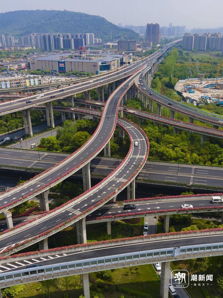 行在空中花路 杭州高架月季迎盛花期