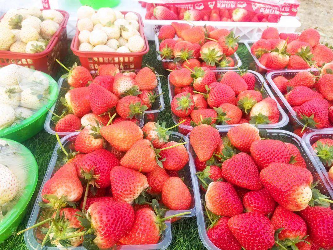 大集里最不缺的就是新鲜蔬菜水果,好多摊主都是周边村民,卖的菜也都是