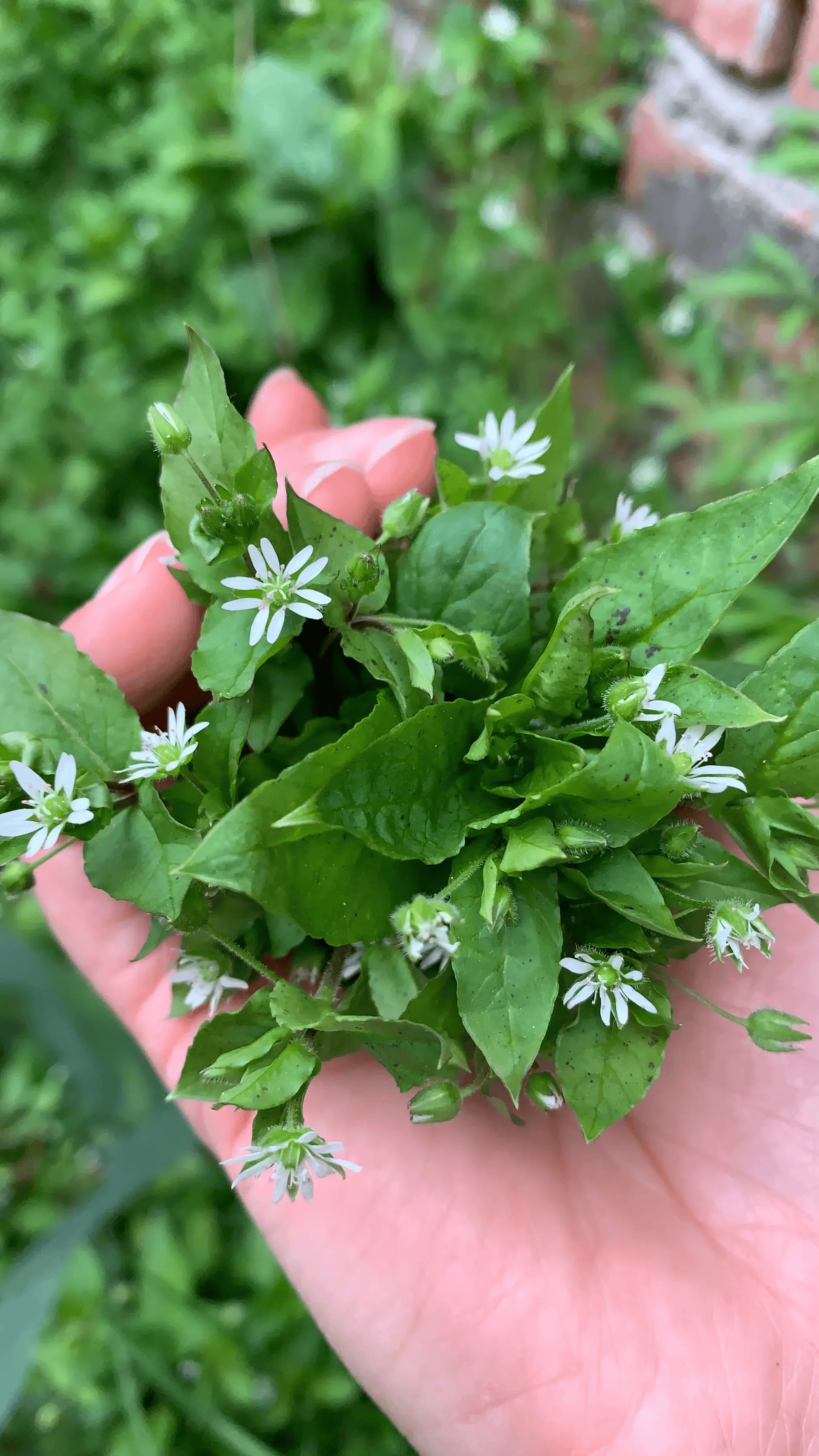 白化苗野菜图片