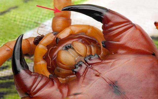 北京海关截获10条活体巨人蜈蚣,毒液含剧毒,为何还有人当宠物?