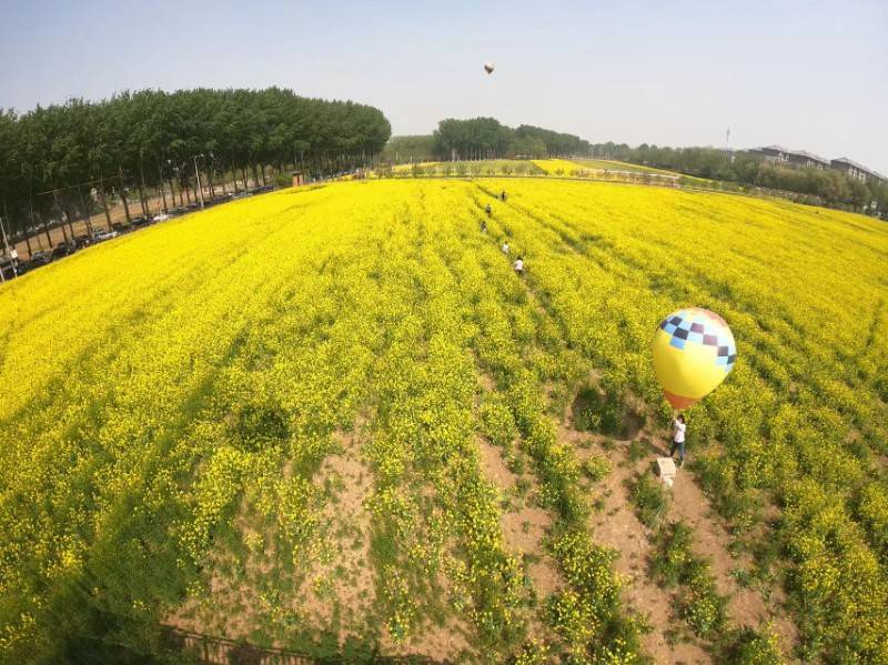 北京丰台区王佐镇二百亩油菜花海盛放
