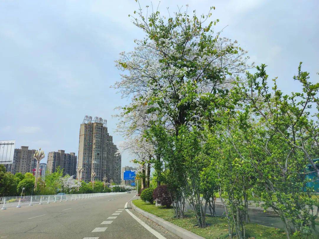 【资阳这一周】幸福大道最近美成这样!