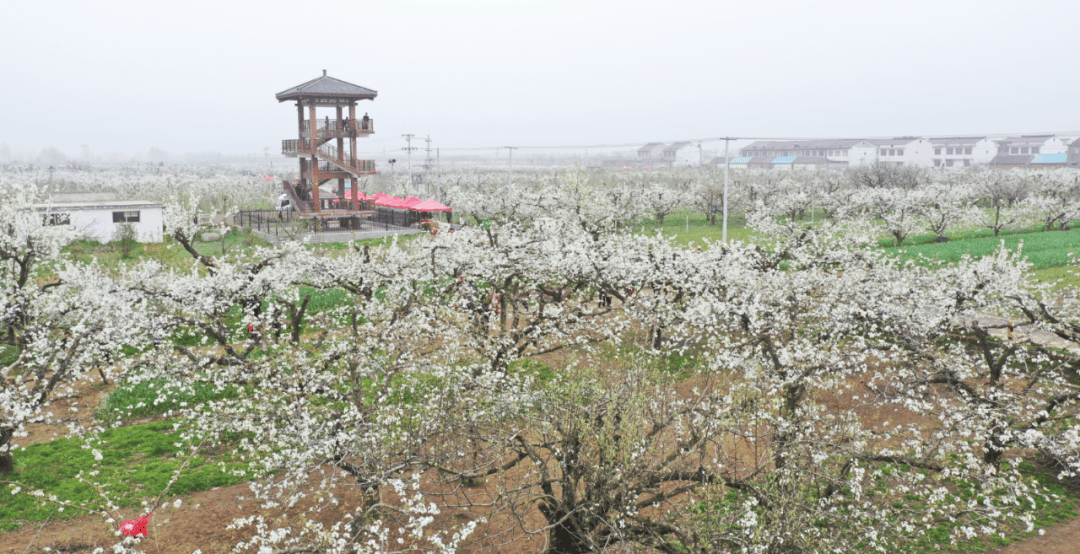 春风有信,梨花有约泗县"诗书画摄"采风创作活动作品选登(五)_宿州市