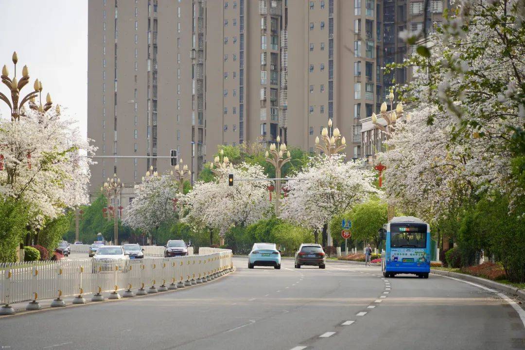 【资阳这一周】幸福大道最近美成这样!