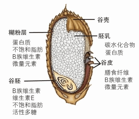 果皮种皮胚图图片