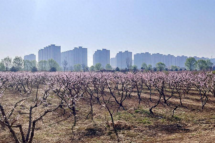 上党区柳林村400余亩桃花绽放醉游人