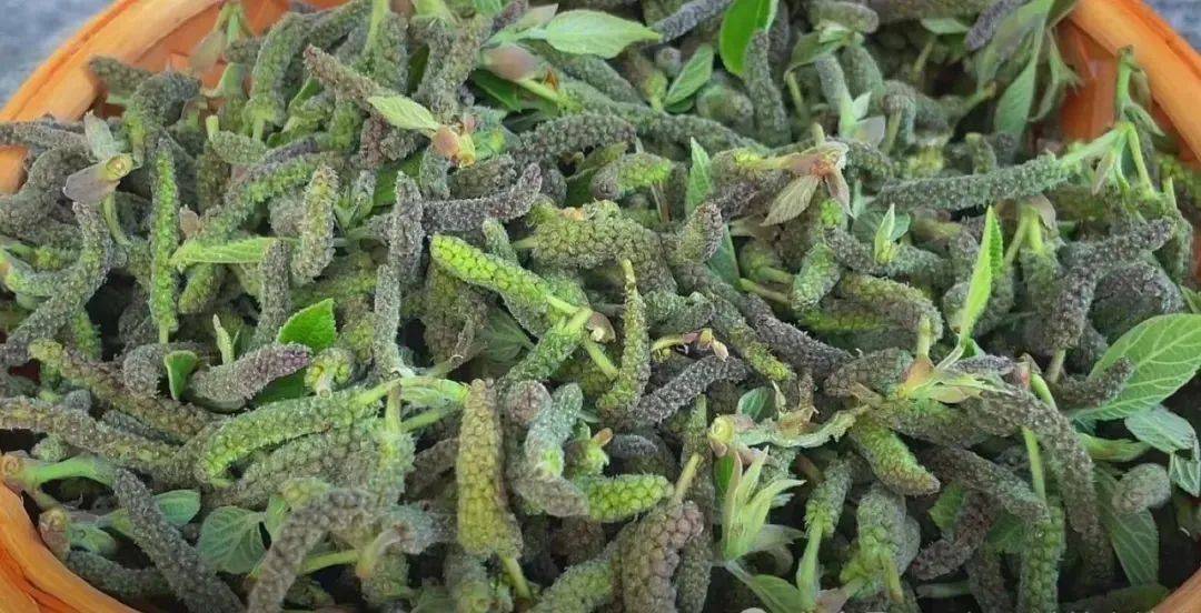 砀山人,这种"毛毛虫"野菜你吃过吗?