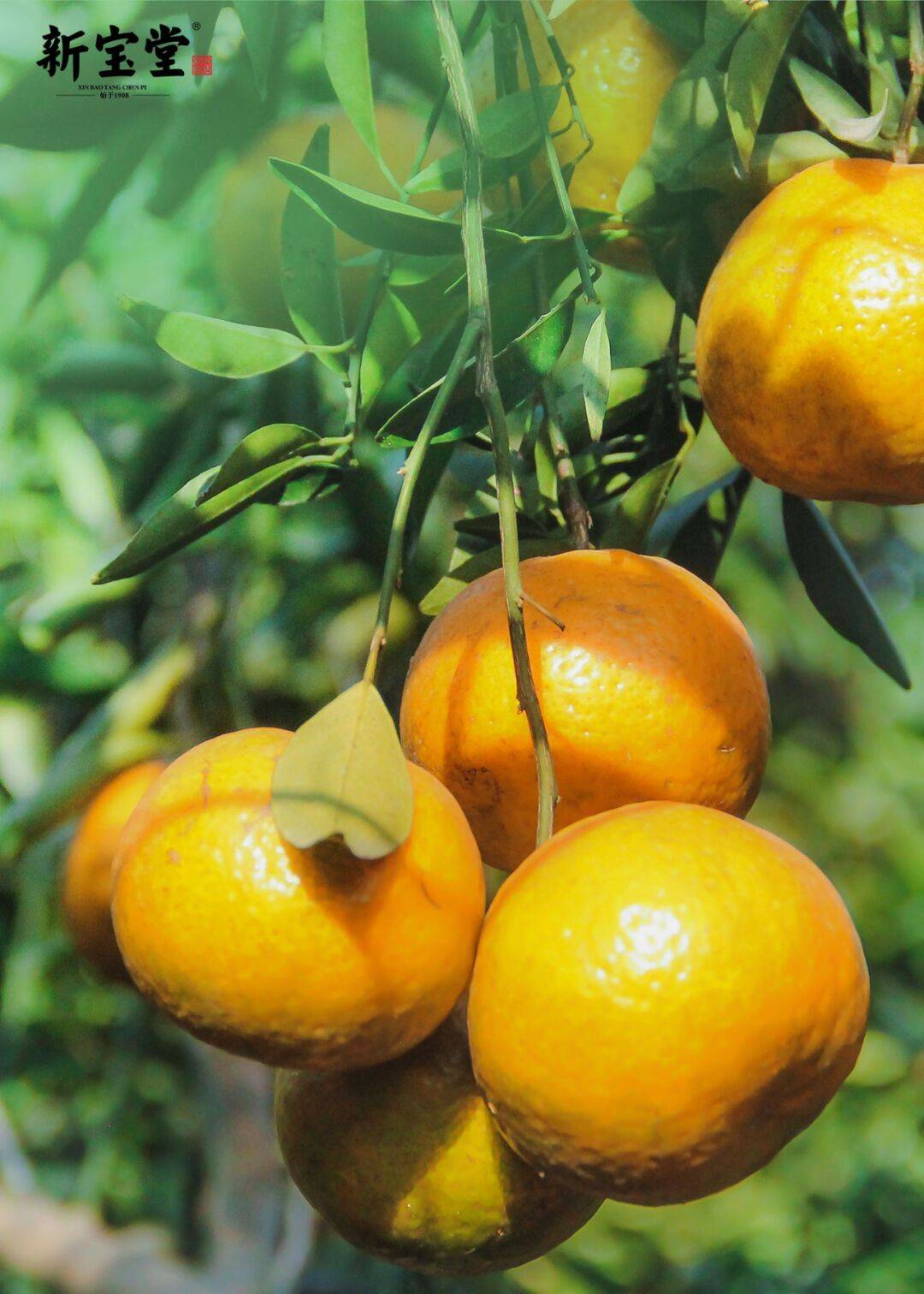 一年产六味药!走进新会柑的传奇一生!