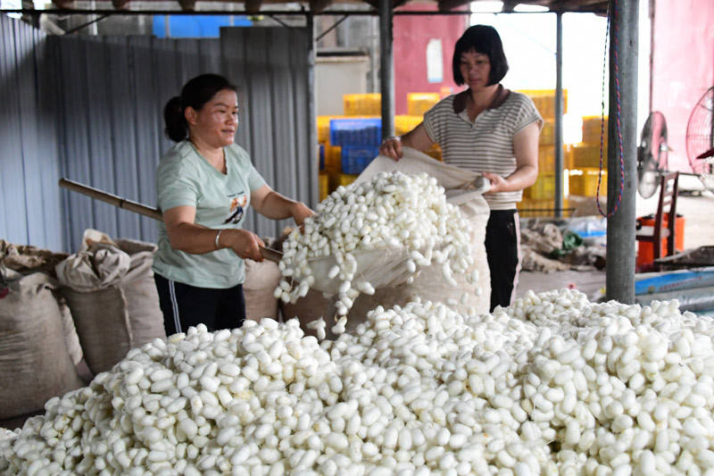 广西罗城:桑蚕产业助农增收_蚕茧_蚕桑_全县