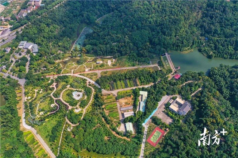 20天优化林分82万亩,广东是如何做到的?_森林_树种_工作