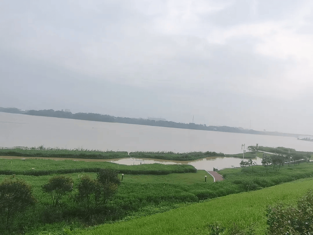 沙头北江湿地公园已关闭!洪峰今晚将过境佛山