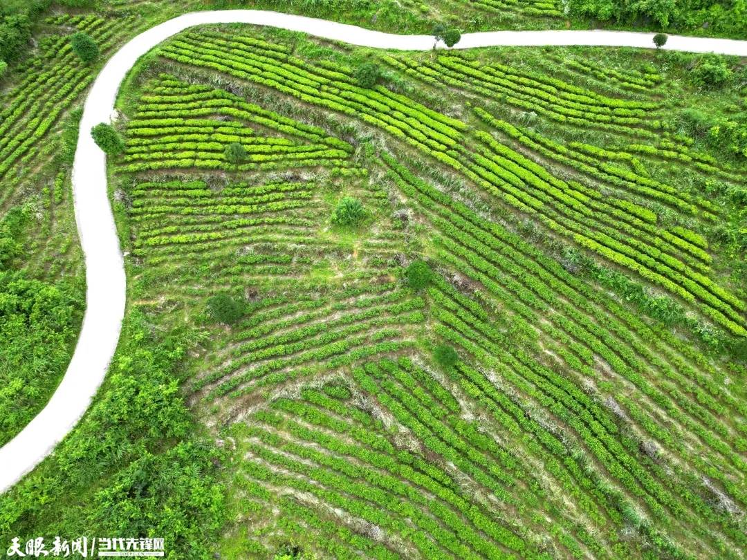 务川分水镇:萌娃"趣"采茶