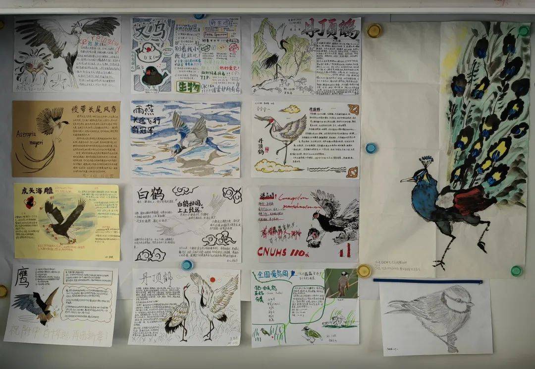 多彩校园 | 玄鸟报春·共护生态——首都师大附中首