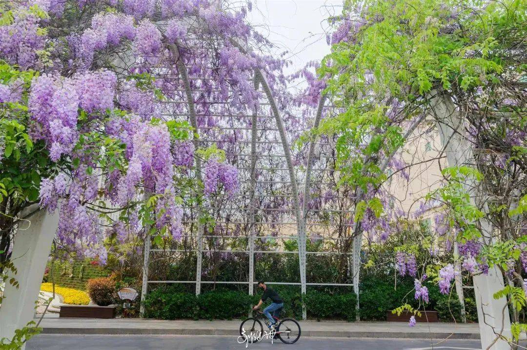 快来宿迁,走"花路"_城市_紫藤花园_摄影