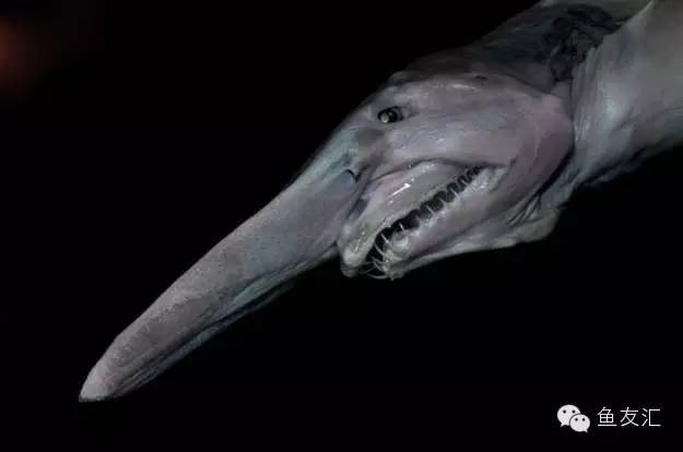 精灵鲨,长长的鼻子有没有像巫婆的鼻子?no.