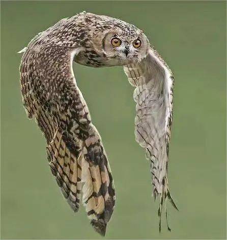 别被外表的"潦草萌"骗了,它可是霸气侧漏的"猫王"!_猛禽_分类_动物园