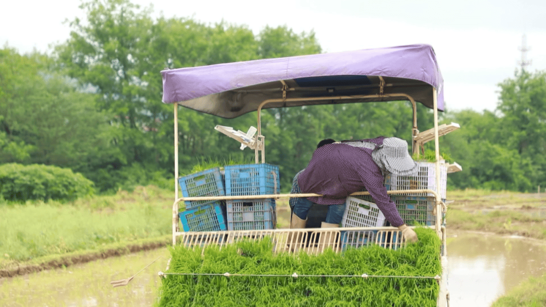 横塘镇:田间春插忙 农机提效率