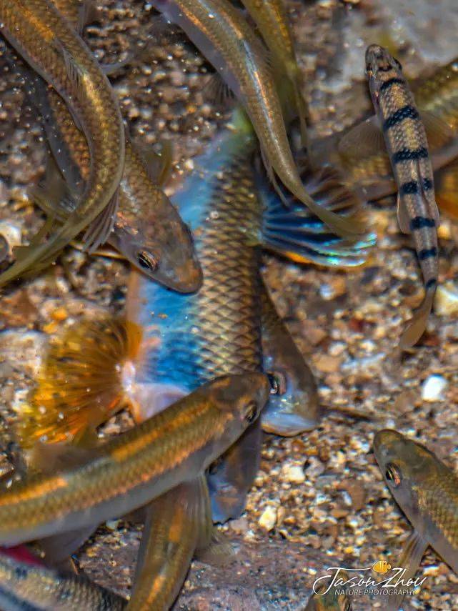 水中精灵宽鳍鱲,钓鱼人经常把它和马口鱼傻傻分不清楚