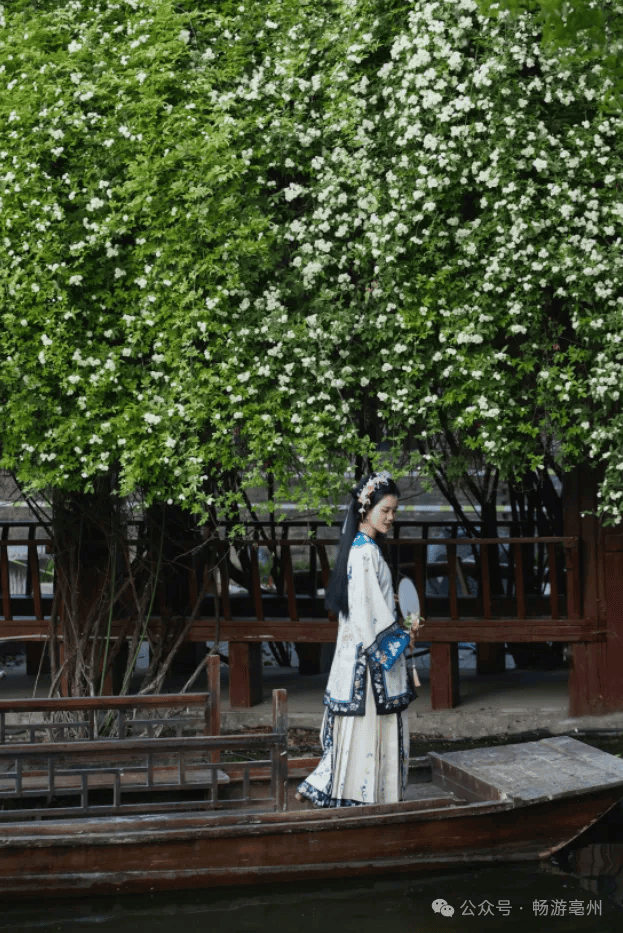 春游江淮 | 哇!华祖庵的木香花盛开,快来打卡啦