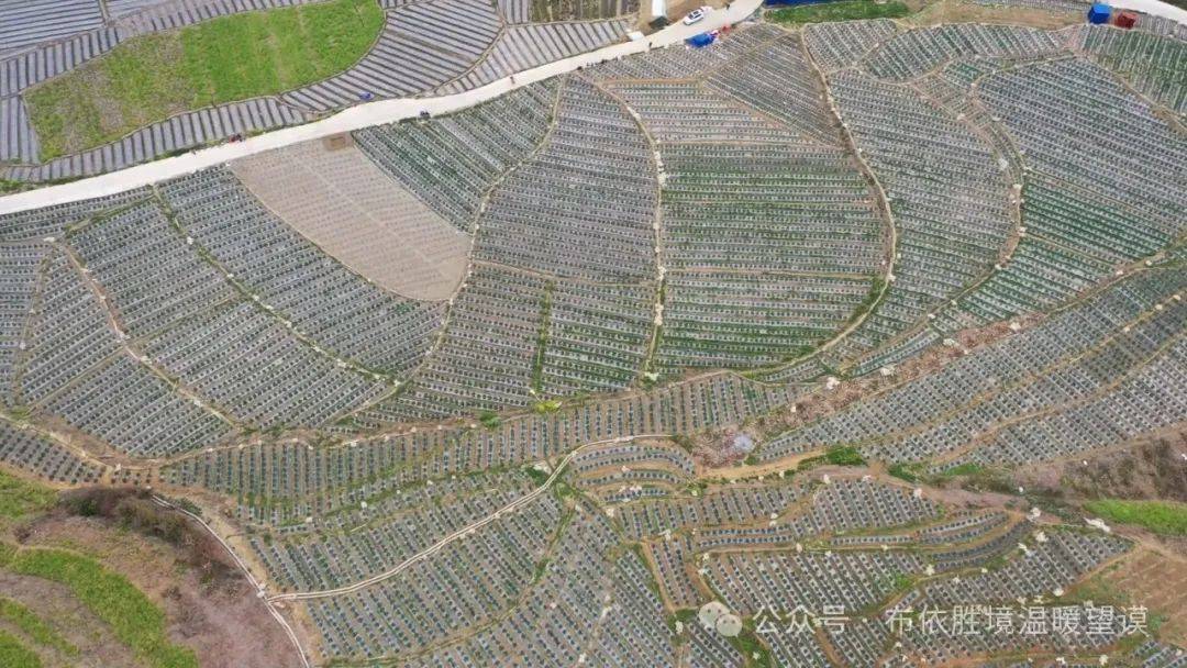 【乡村振兴一线】乐康村:早春黄瓜采收忙_种植_产业_望谟县