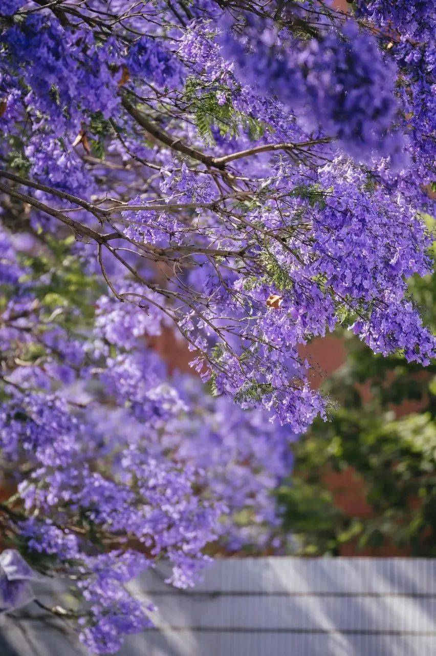 教场中路部分时段交通管制!赏蓝花楹还可去这些地方→_昆明_北路_车辆