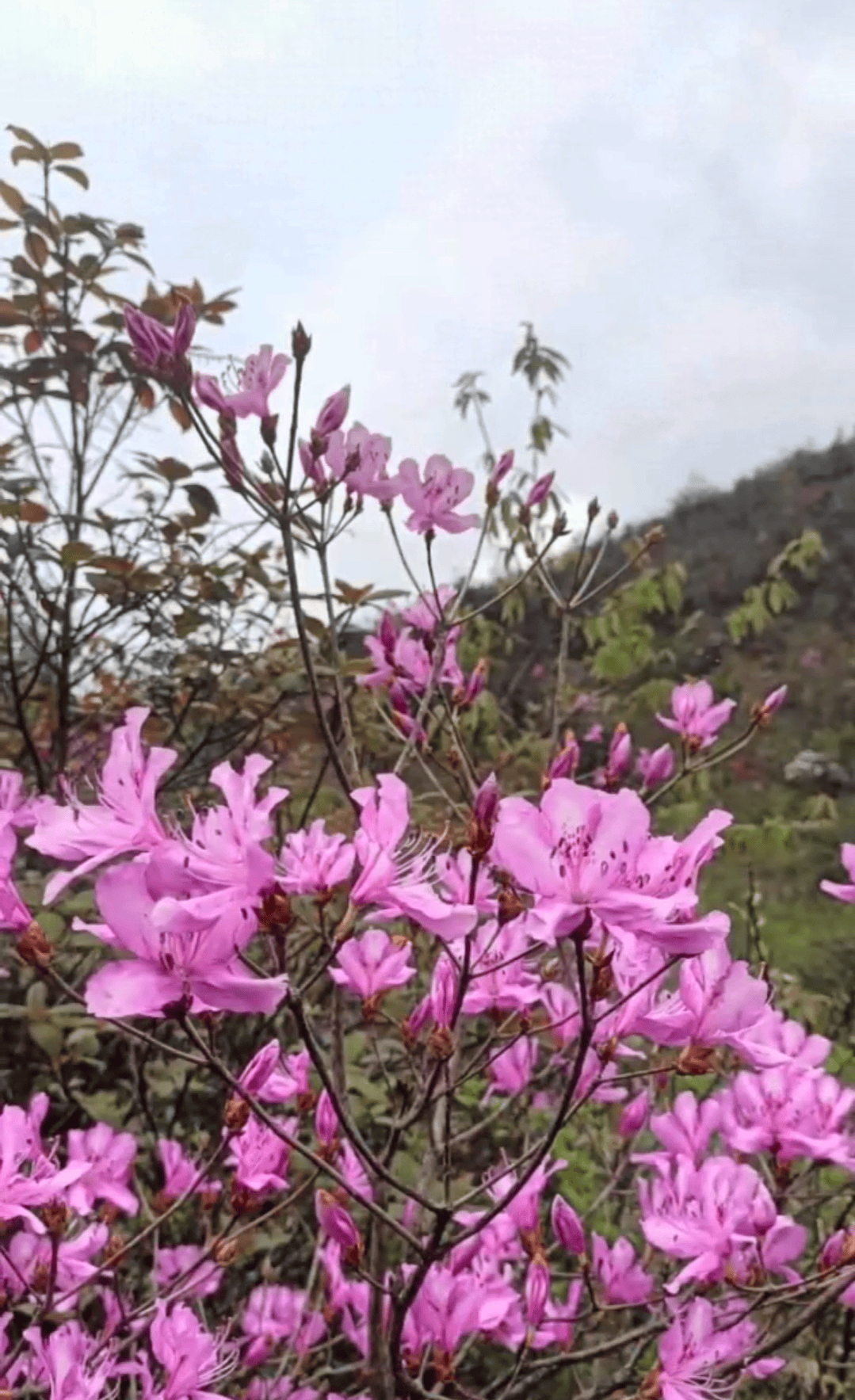 岭上开遍映山红,漳平天台山杜鹃邀您共赴花约!