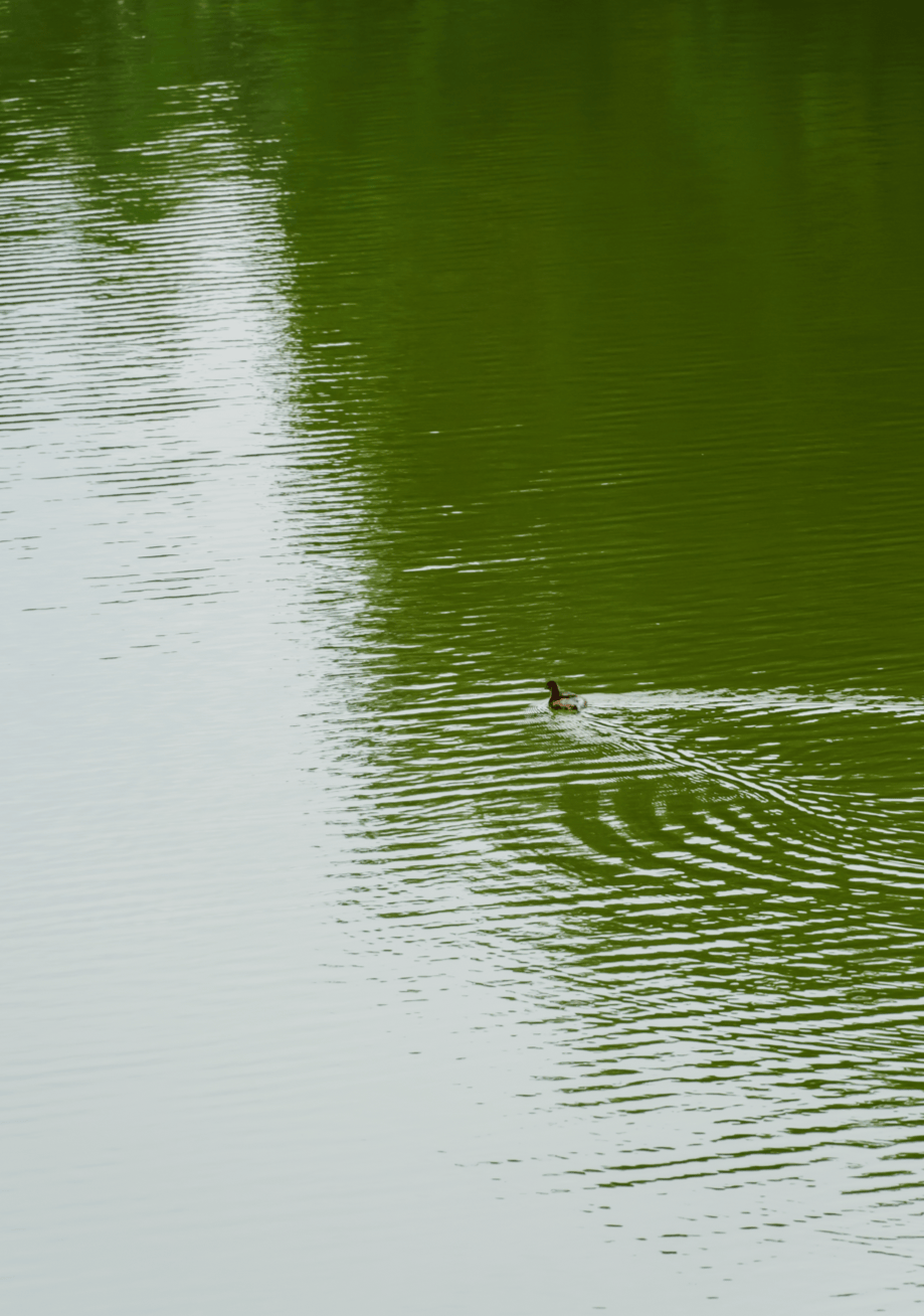 别再下雨了,想去逛深圳新开放的「银丝带」_版画_湖水_观澜