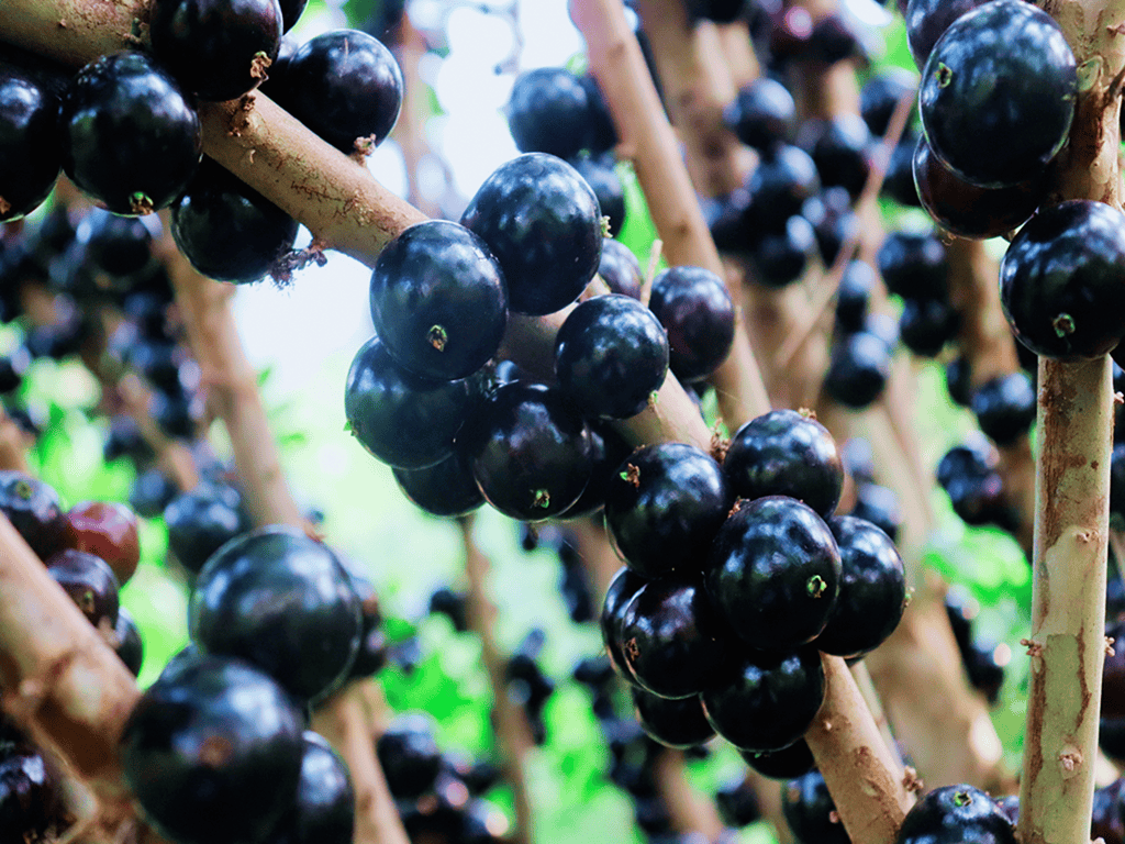 一果四味!丘北仙人洞村嘉宝果等你来尝鲜!_庄园_游客_销售