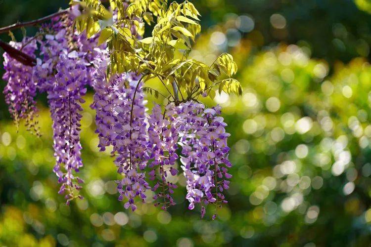 紫藤老干盘桓扭绕,宛若蛟龙,春天开花,形大色美,披垂下曳,最宜作棚架