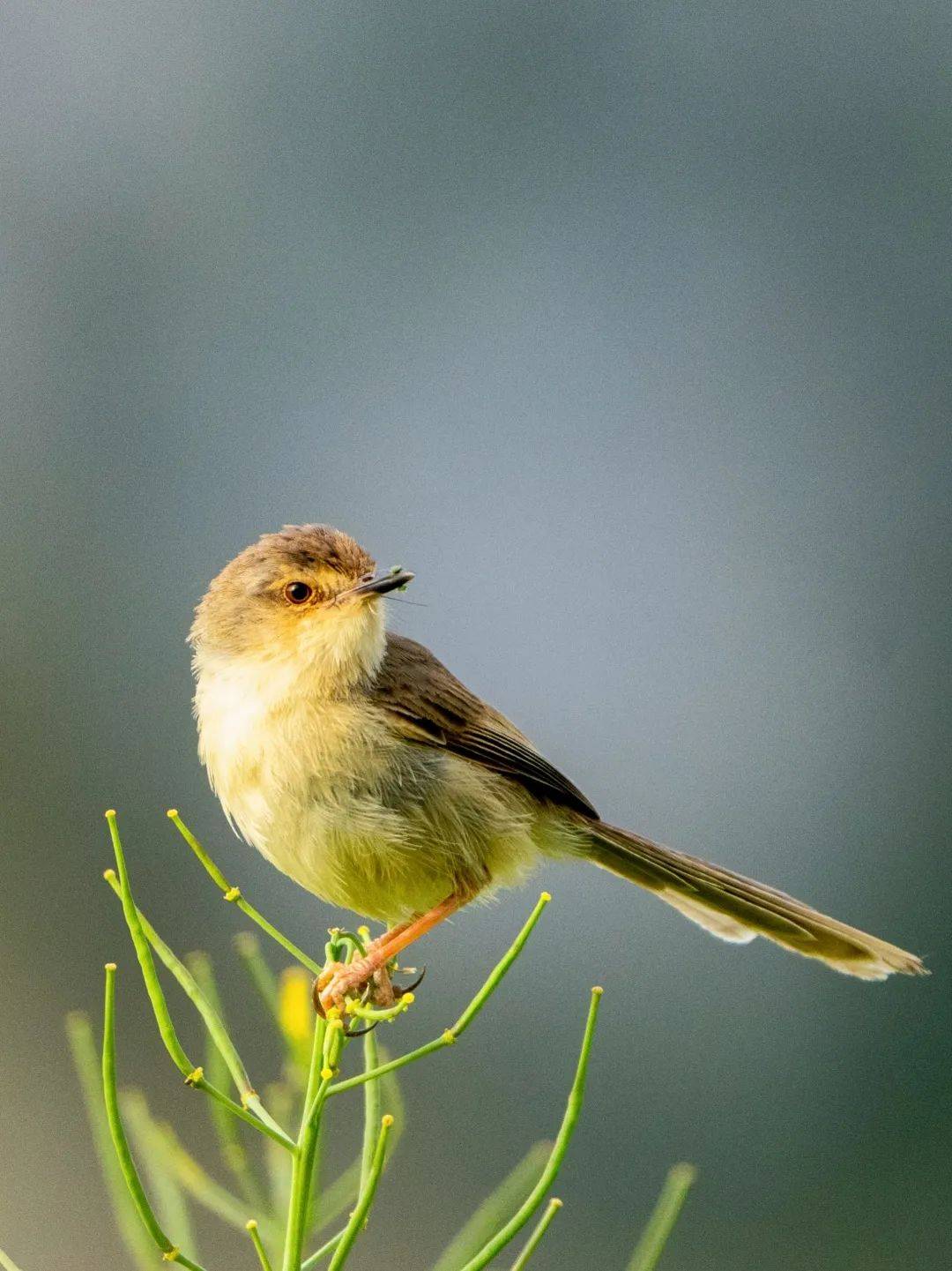 2024江苏省"爱鸟周" | 完善保护体系 护佑候鸟迁飞_鸟类_自然_小鸟