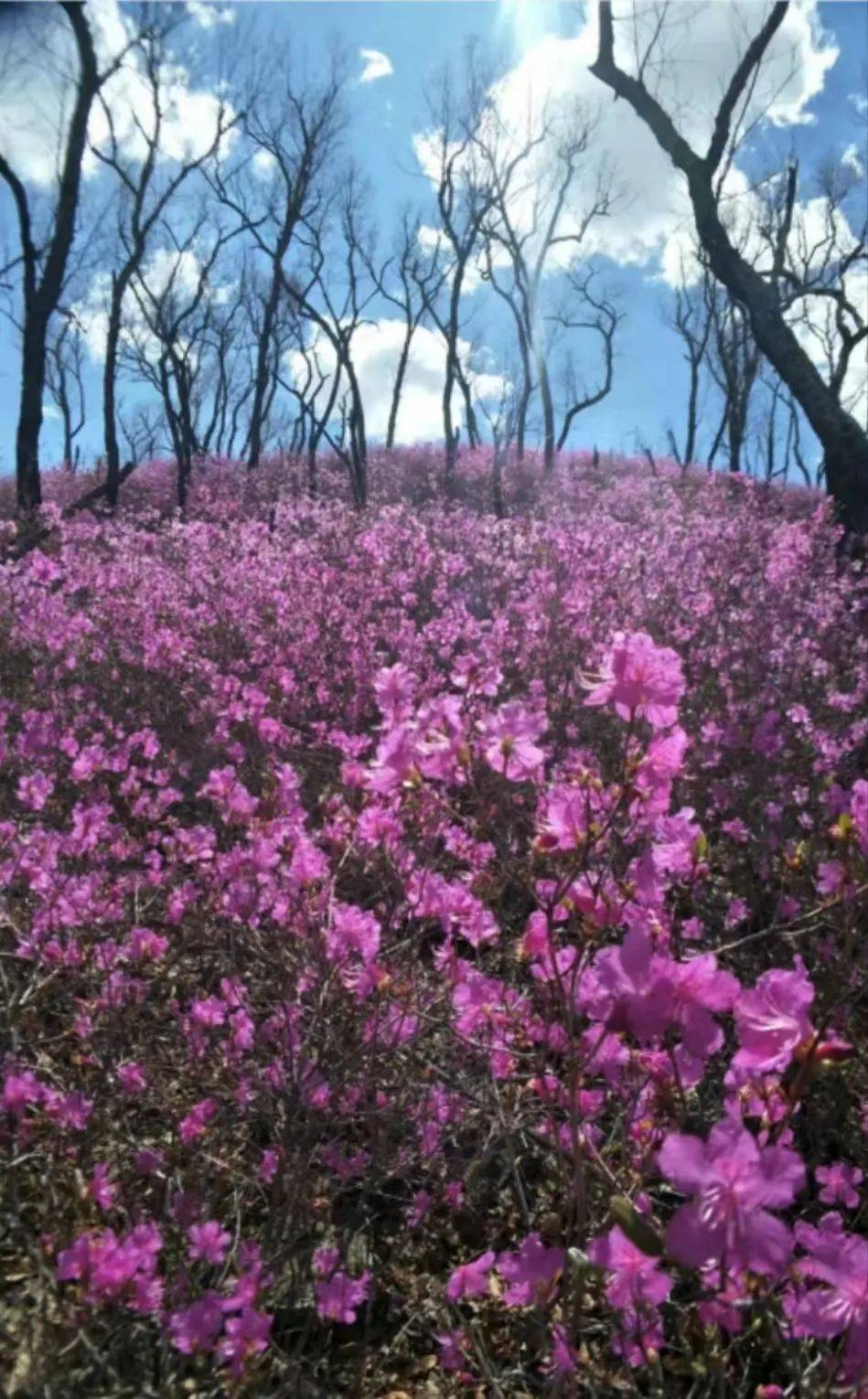 杜鹃花几月开图片