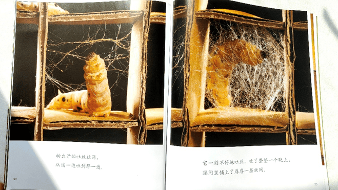 蟋蟀卵孵化全过程图片