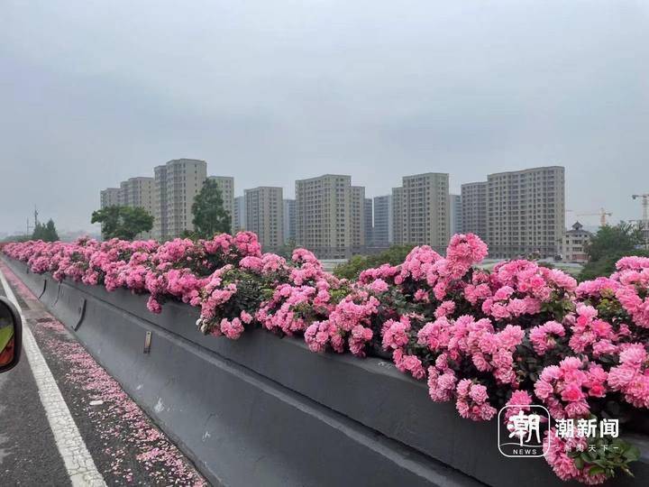 今年是杭州高架种植月季的第15个年头,已实现高架道路全覆盖,花廊连