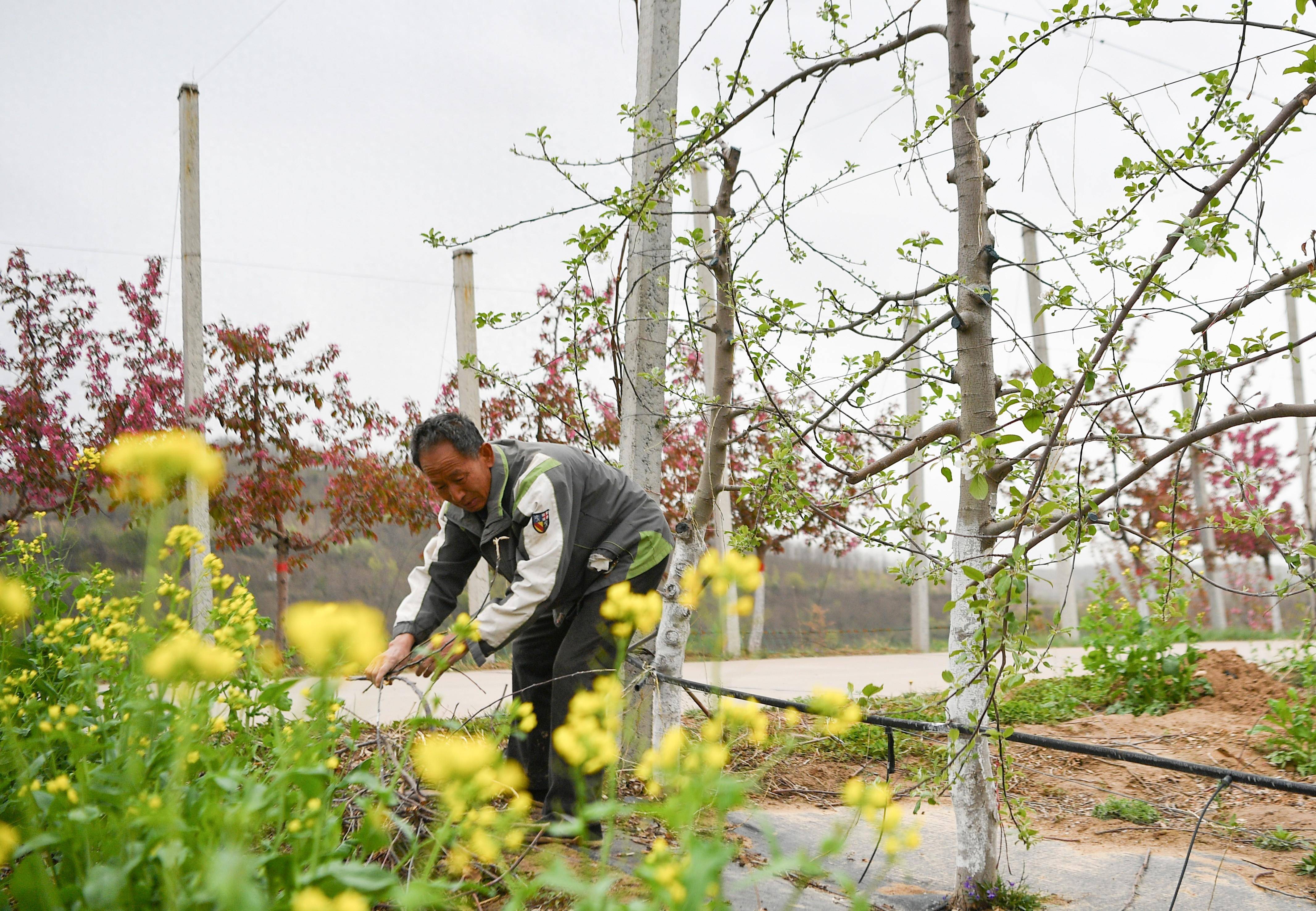 一年之计在于春.南沟村的春天,春色满园,希望弥漫.