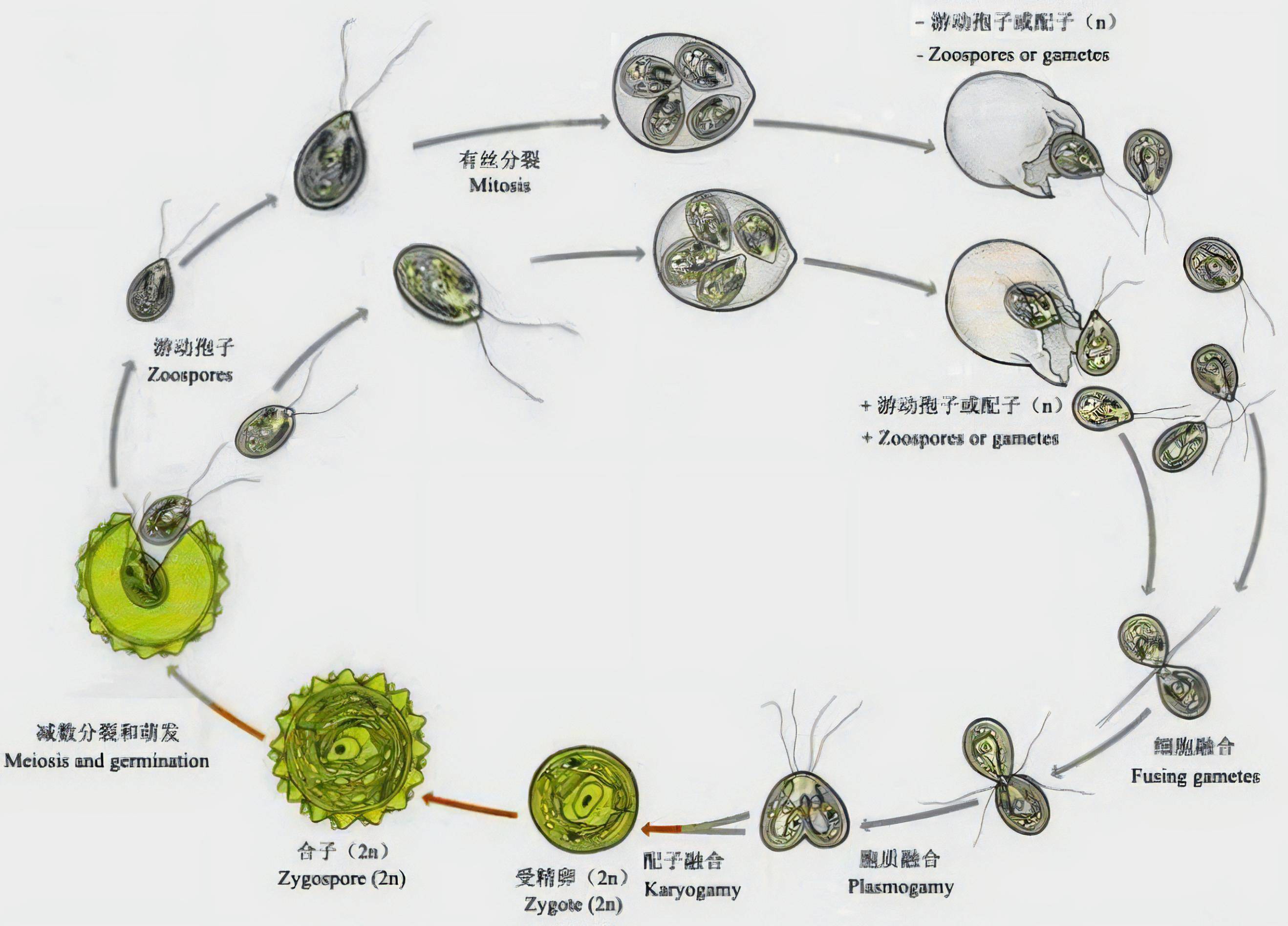 无性繁殖难道不是更方便吗