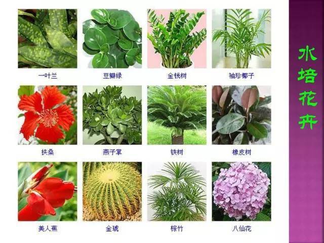 植物名称及图片 花草图片